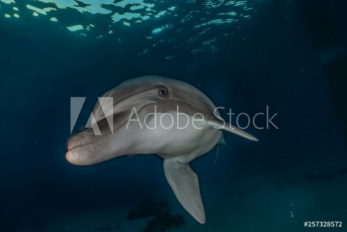 Picture of Dolphin swimming in the Red Sea Eilat Israel